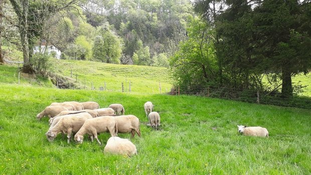 Schafe weiden auf der Weide.