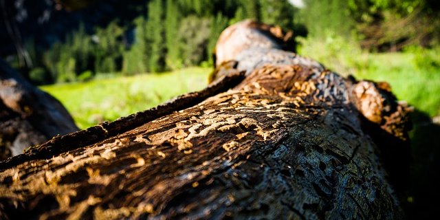 Schuld am höheren Borkenkäferaufkommen waren die Sommertrockenheit und die Folgeschäden der Winterstürme von Anfang 2018. (Bild Pixabay)