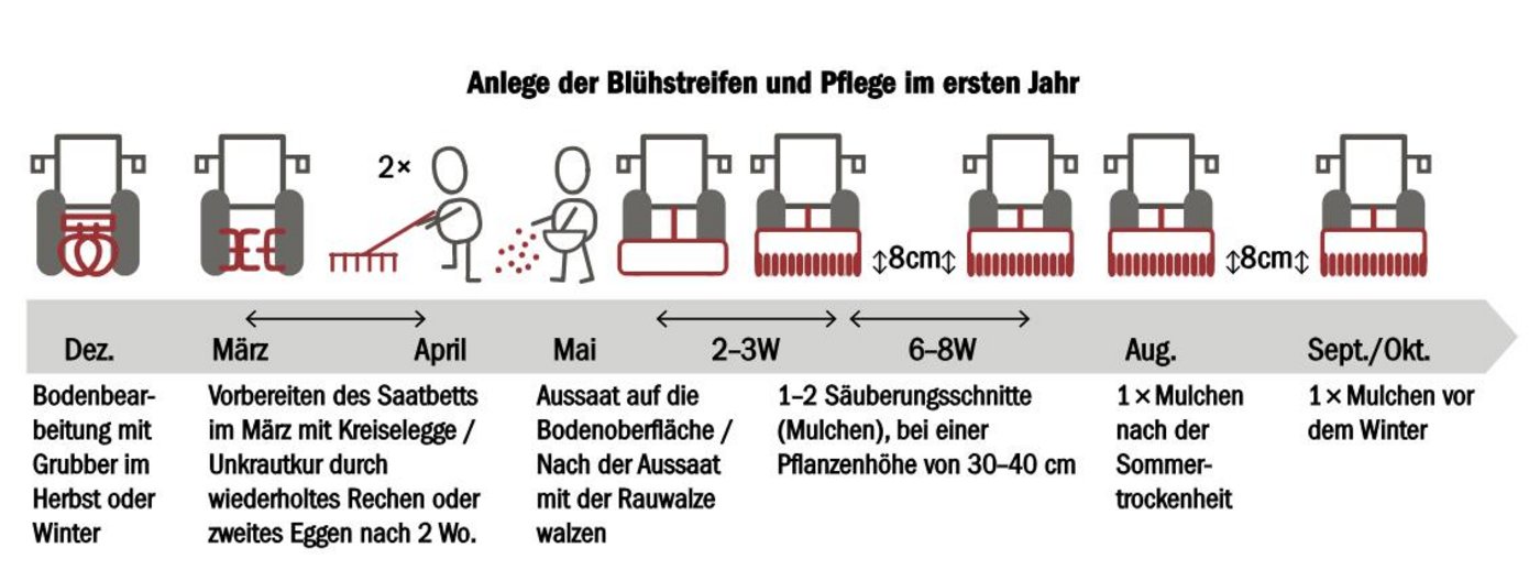 In den ersten Jahr sollte der Boden gut vorbereitet und nach der Saat regelmässig gemulcht werden. (Bild zVg)