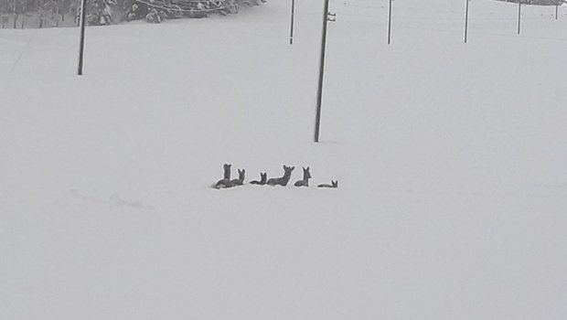 Rehe können sich im Schnee kaum noch bewegen. (Bild Toni Koch/Jagdverwaltung Appenzell Innerrhoden)