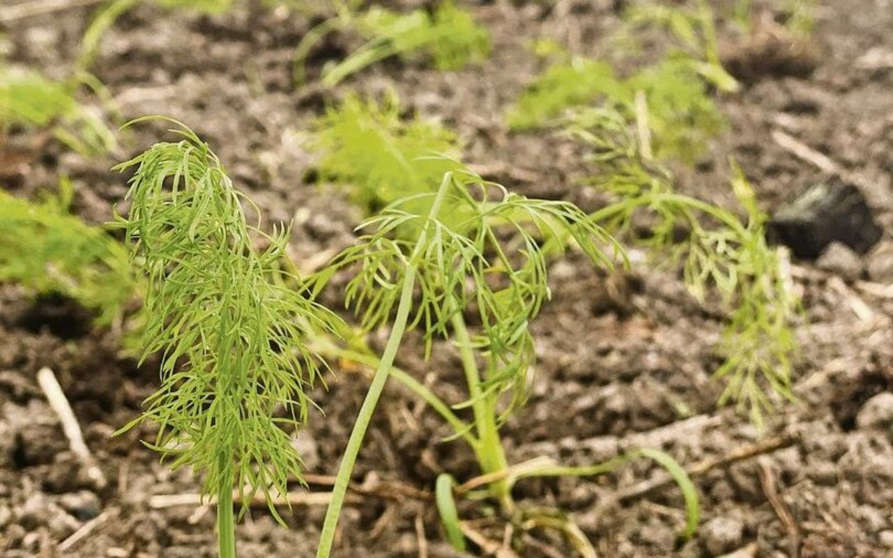 Unter den Folientunneln spriessen die ersten Gemüse, wie hier Fenchel. 