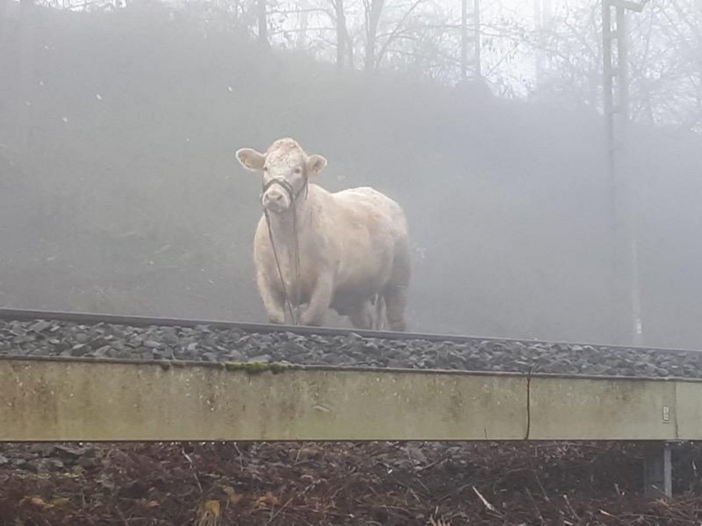 Lotte folgte nach ihrem Ausbruch aus dem Tierspital den Schienen. (Bild Bundespolizei)