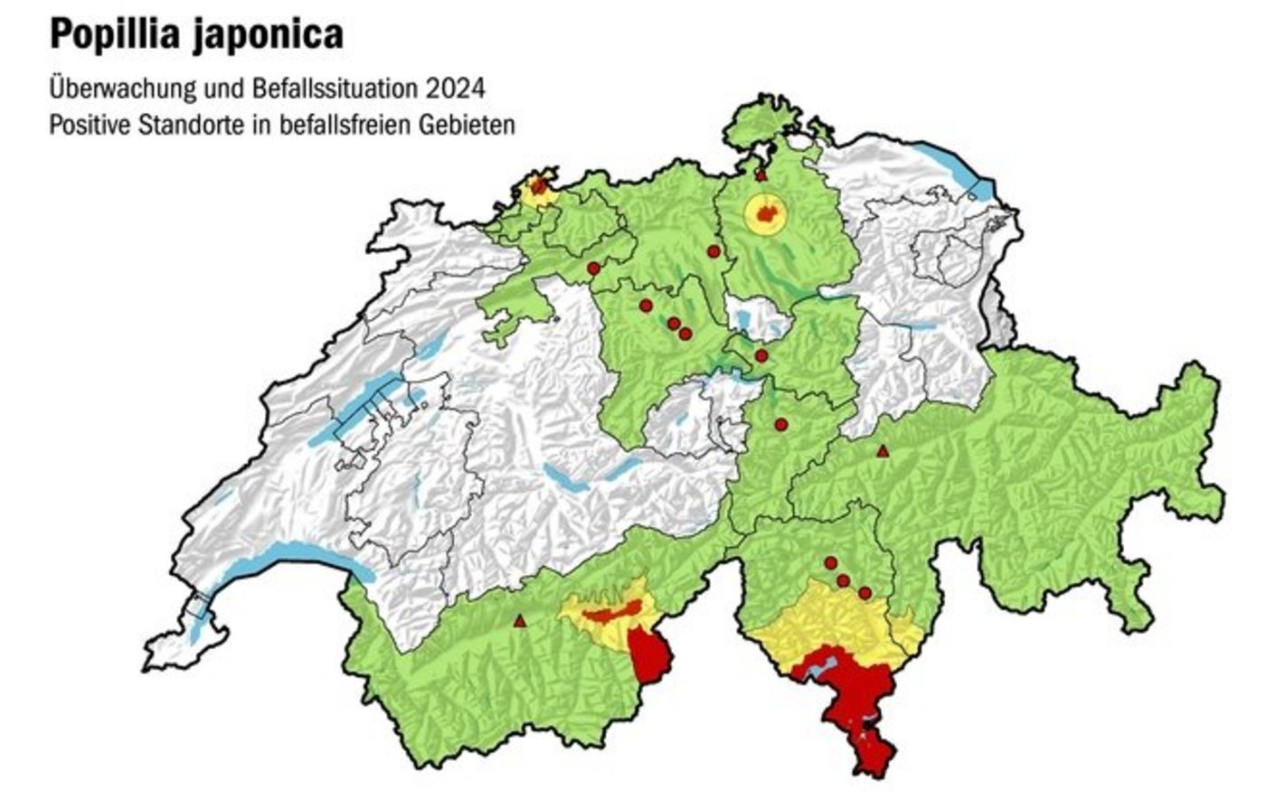 Die Japankäfer-Situation in der Schweiz. Nördlich der Alpen gibt es Befallsherde im Oberwallis, Kloten und Basel. 