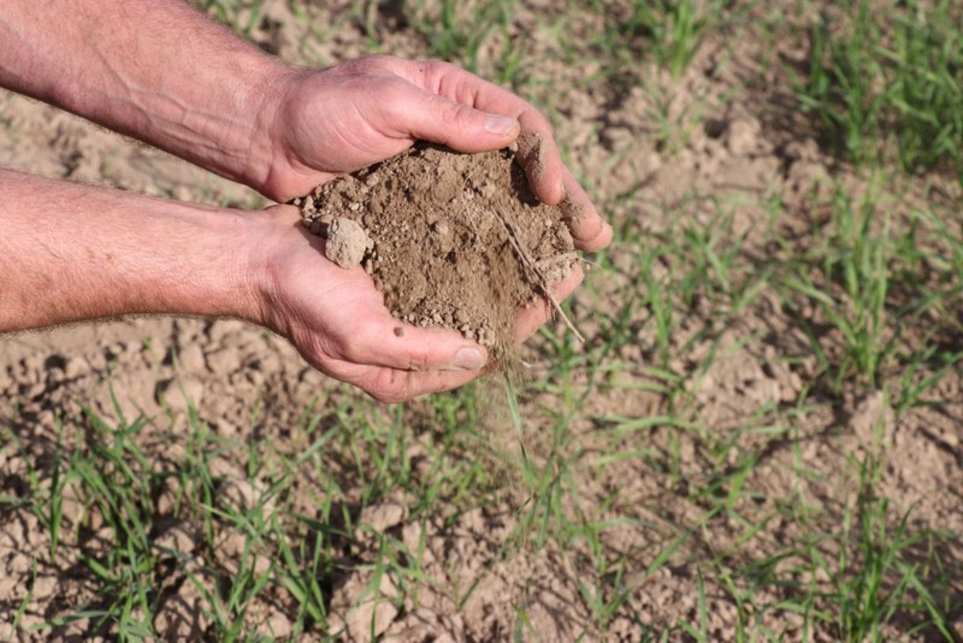 Am Bodenfruchtbarkeitstag befassen sich die Teilnehmer mit Humusgehalt, Bodenleben und Erntequalität. (Symbolbild Ruth Aerni)
