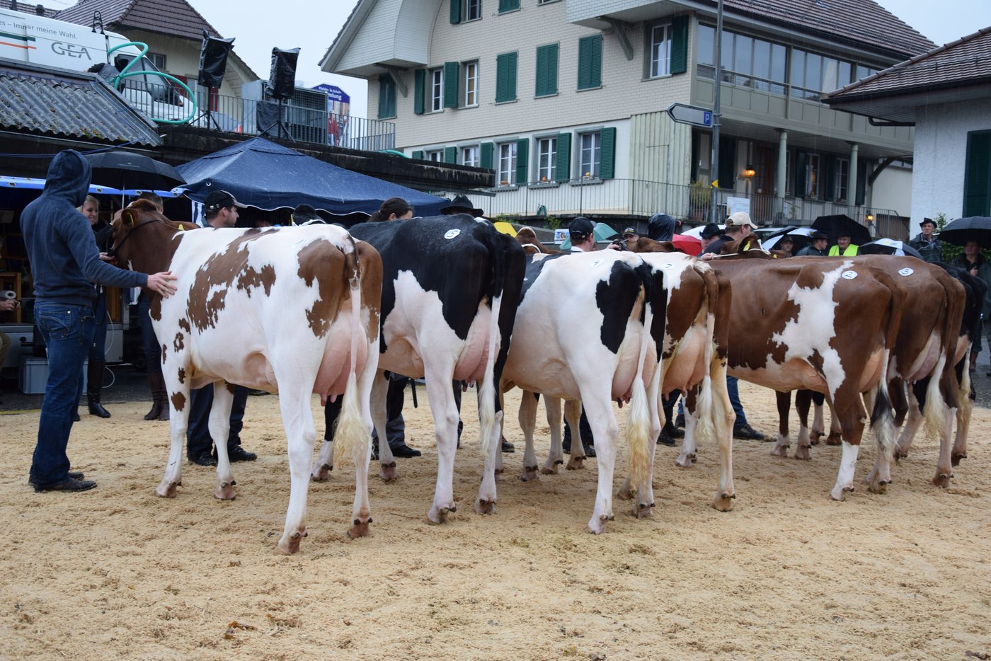 Kat: 1: 1. Schurtis Armani Glamour, BG Herren und Schurtenberger, Bern; 2. Cross Hill Extreme Elody, Christian Bögli, Kirchlindach; 3. Lindachwald Minico Ladina, Christian Burkhalter, Kirchlindach.