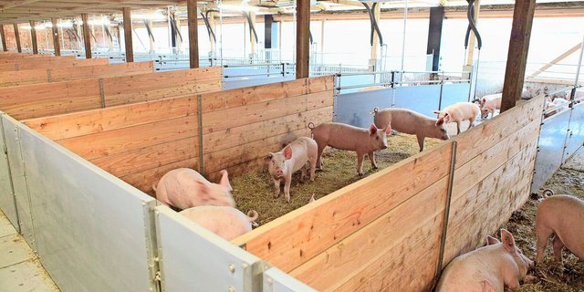 Im Offenstall haben die Schweine grosszügig Platz. Als die «Mastdauer» wegen der ASP-Sperre verlängert werden musste, gab es daher aus haltungstechnischer Sicht keine Probleme.