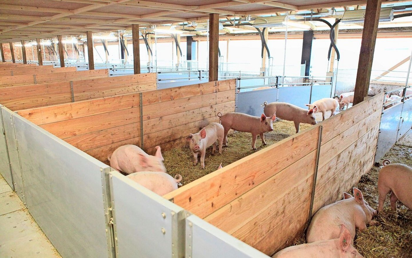 Im Offenstall haben die Schweine grosszügig Platz. Als die «Mastdauer» wegen der ASP-Sperre verlängert werden musste, gab es daher aus haltungstechnischer Sicht keine Probleme.
