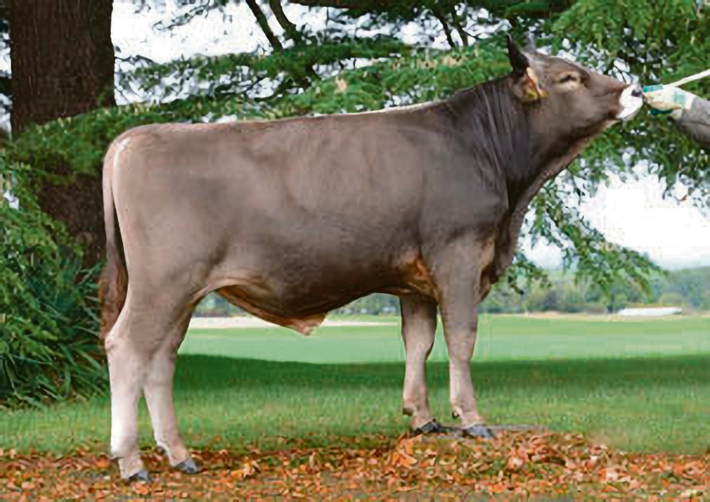 Der OB-Stier Vito wurde neu befördert. Er ist ein Valid-Sohn aus einer Vento-Tochter. Vito bringt viel Milch und tiefe Zellzahlen.