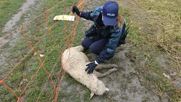 Eine Polizistin hilft dem Schaf. (Bild Stadtpolizei Chur)