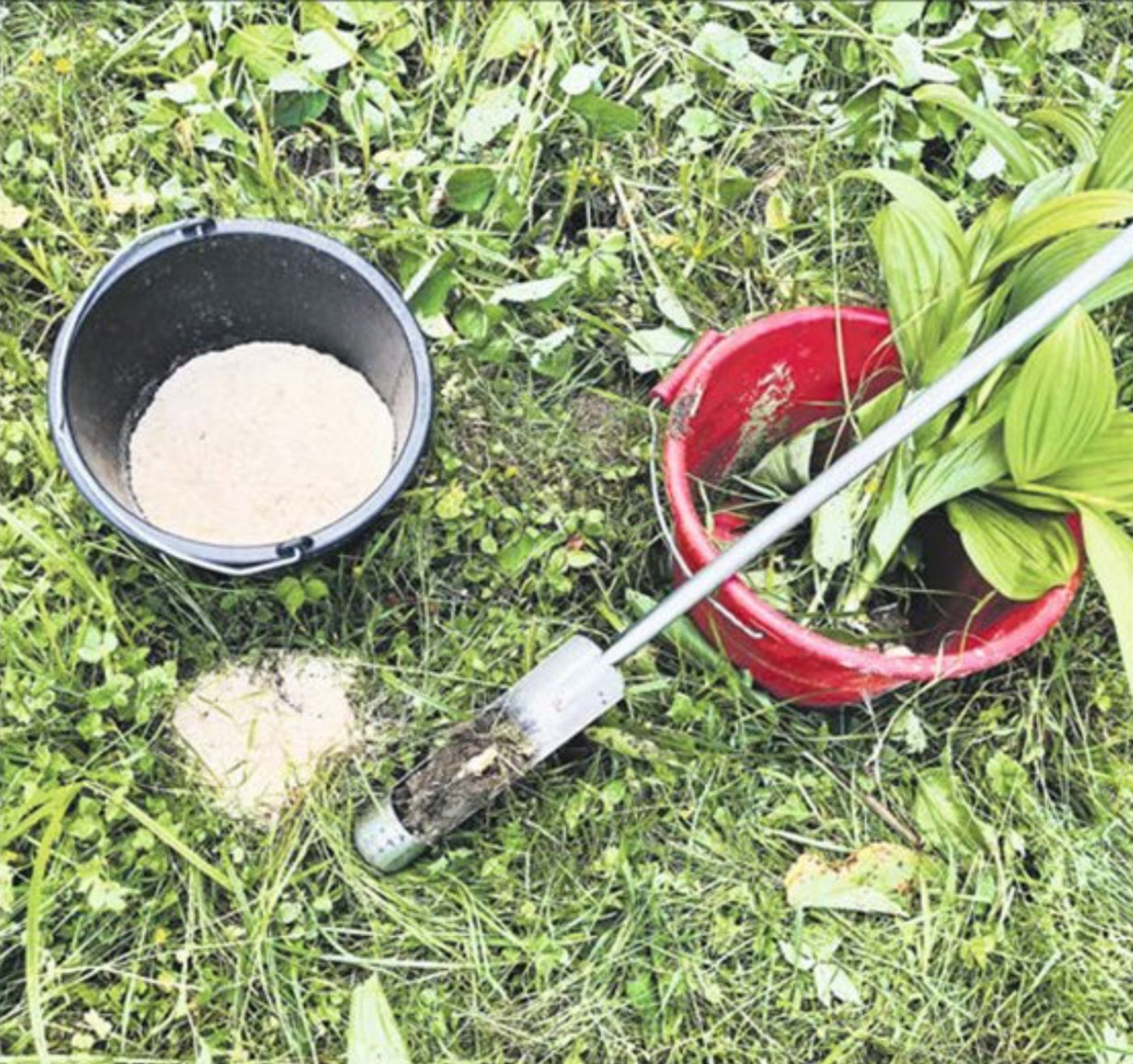Für die Bekämpfung des Weissen Germer muss nach dem Herausstanzen des Wurzelherzes Sägemehl ins Loch gefüllt werden. (Bild Franz Josef Steiner) 