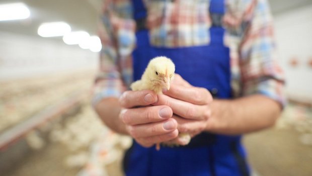 Lebende Küken sollen nicht mehr geschreddert werden. (Bild ©gpointstudio - stock.adobe.com)