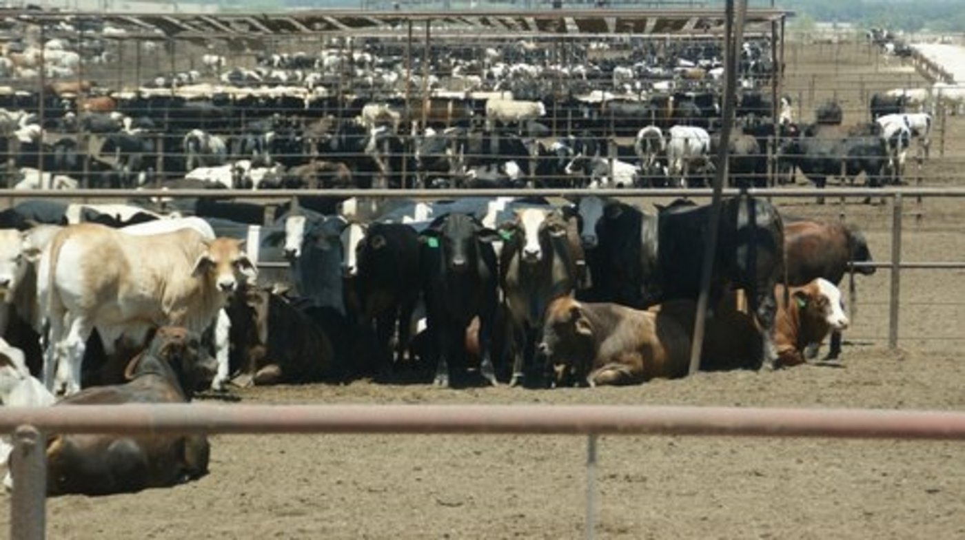 Den australischen Feedlots gehen die Rinder aus. (Bild lid)