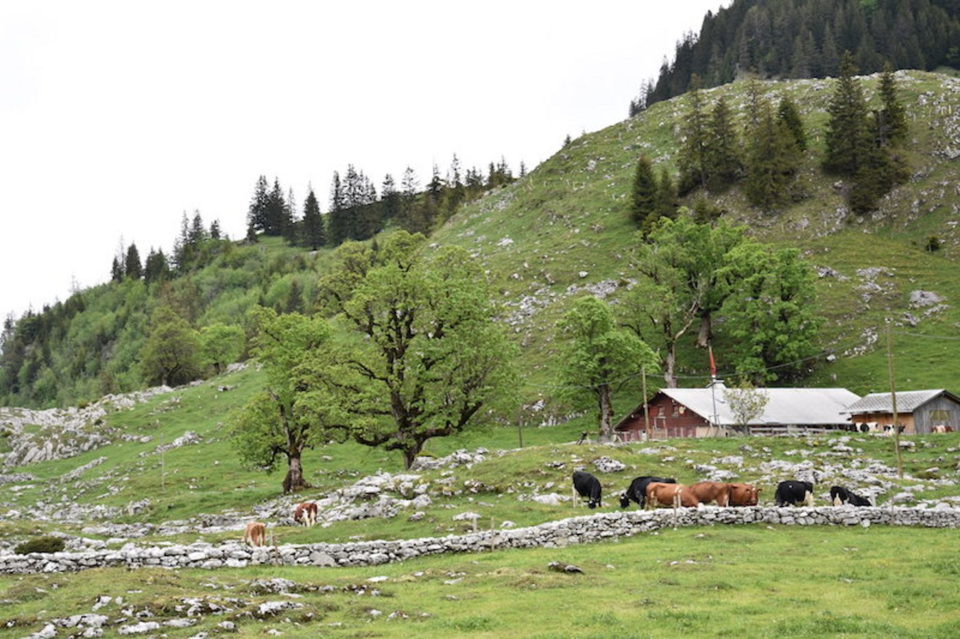 Urlandschaft Brecca: Typisch sind die Bergahorn-Bäume.
