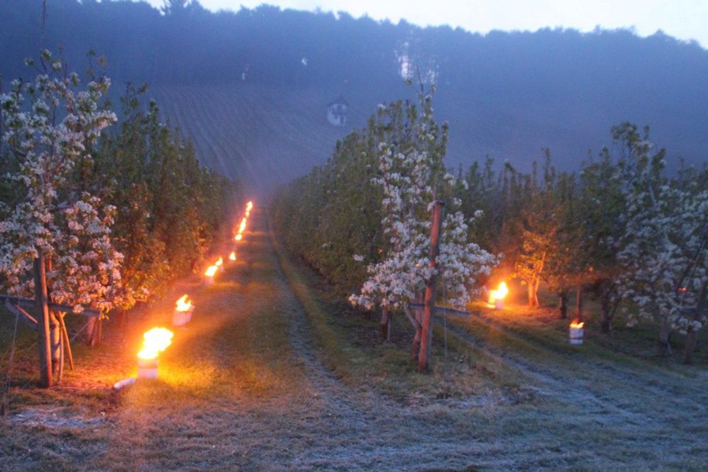 Brennende  Wärmekerzen in Rudolfingen  (Bilder Roland Müller)
