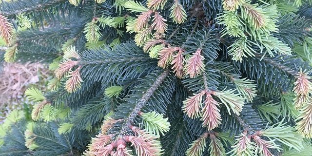 In den Frostnächten sind die grünen Neutriebe abgestorben. (Bild Facebook Luderhof)