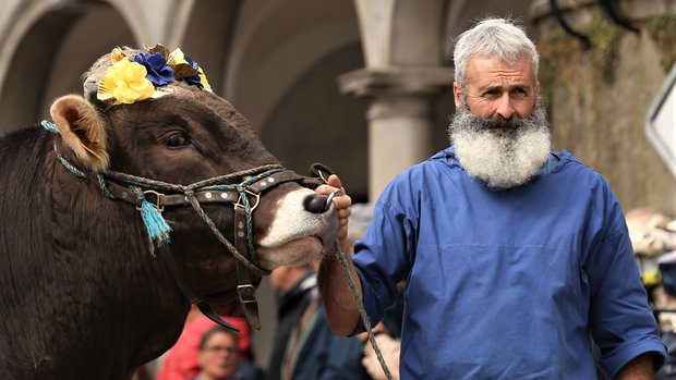 Züchter mit Bart präsentiert Muni ohne Horn. (Bild: Reto Betschart)