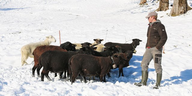 Der Entlebucher Schafhalter Philipp Wicki mit seinen hochträchtigen Auen der Rasse Schwarzbraunes Bergschaf und seinem Nolana-Widder (links im Bild). (Peter Bringold)