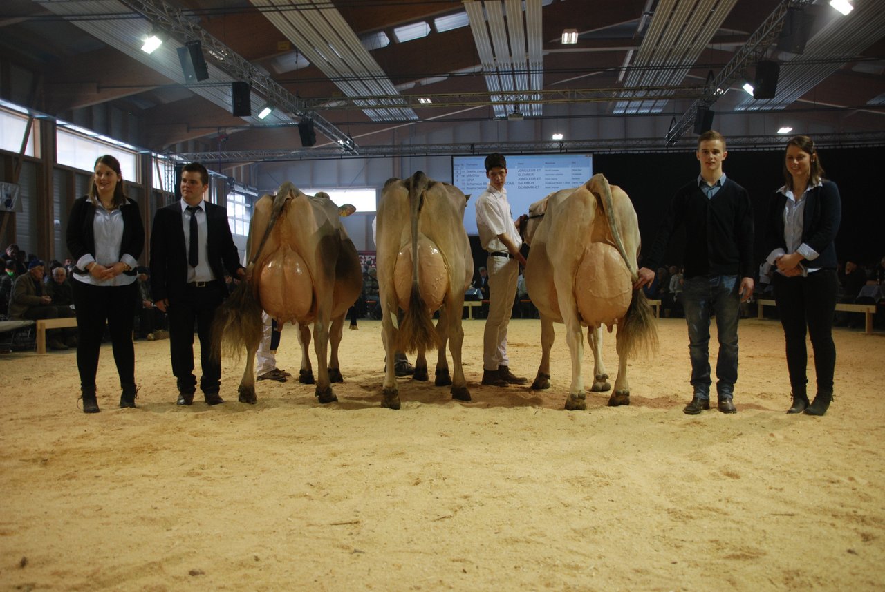 Schöneuter-Wahl ältere Kühe (v.l.n.r.): Glenner Mimosa (2. Platz), Jongleur Jessy (1.Platz) und Jongleur Gina (3. Platz).