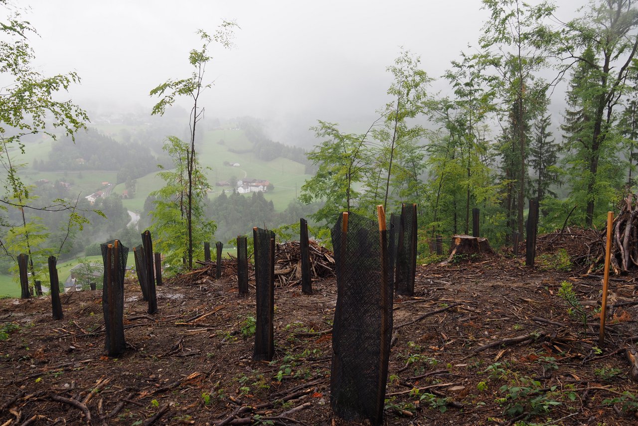 Der Schluchwald in Stein wurde wegen der Borkengefahr vollständig geräumt. Hier soll ein vielfältiger Mischwald nachwachsen.