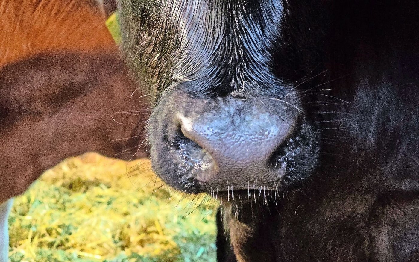 Jeden Morgen und Abend einen Blick auf die Kälbernase zu werfen, lohnt sich. Erste Anzeichen von Erkältungen werden hier sichtbar. 