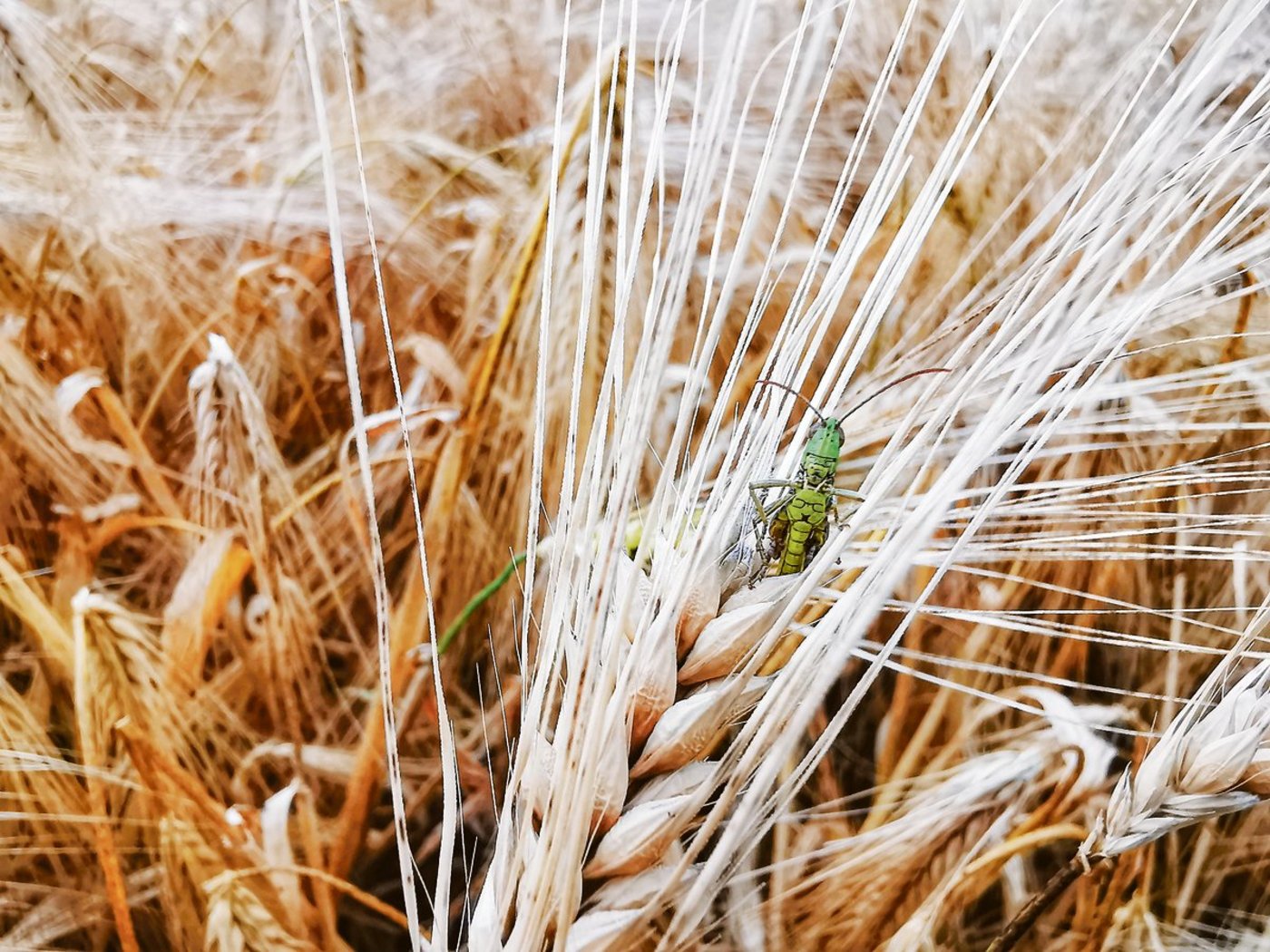 Im Fokus des Projekts stehen auch die Insekten. (Bild sb)