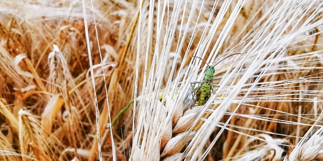 Im Fokus des Projekts stehen auch die Insekten. (Bild sb)