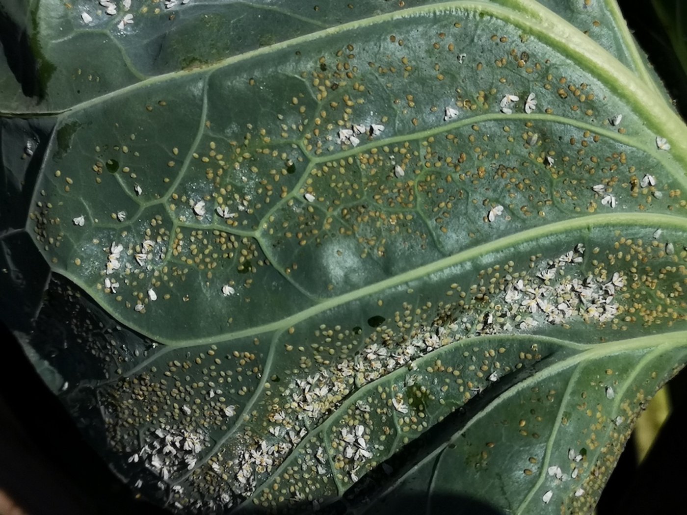 Die Larven der Weissen Fliege scheiden Honigtau aus, woraus sich Schwarzer Russtaupilz bildet. 