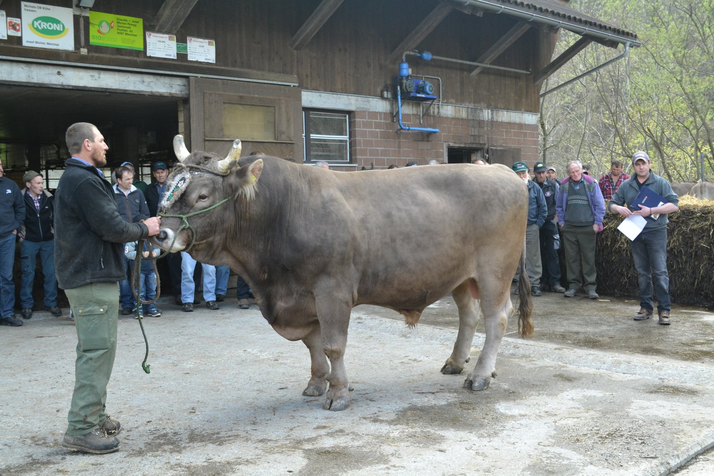Josef Michel, Melchtal, präsentiert seinen Stier Wendel an der Halteprämienschau dem Experten Stefan Hodel (rechts), Beurteilungsergebnis 55 Punkte, Klasse A.