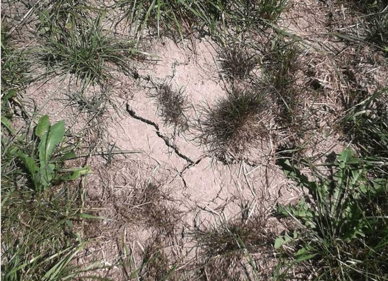 Der Boden in der Chamau trocknete im Sommer 2018 stark aus; dementsprechend ging auch die Grasproduktion zurück. (Bild ETH Zürich)