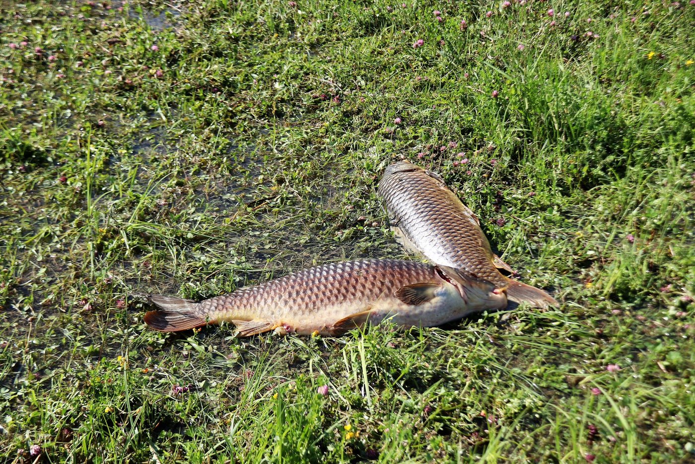 Die in den Thurauen bereits eingegangen Karpfen erreichen eine Länge von über 70 Zentimeter (Roland Müller)