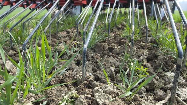 Mechanische Unkrautbekämpfungsmethoden wie z. B. der Hackstriegel können den Einsatz von Herbiziden ersetzen. Zu diesem Schluss kamen Forschende der ETH. (Bild Agroscope)