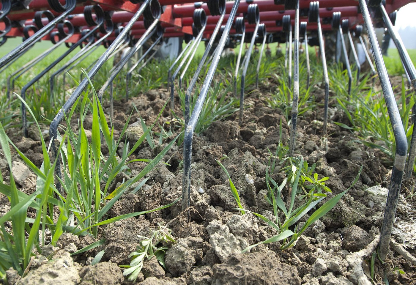 Mechanische Unkrautbekämpfungsmethoden wie z. B. der Hackstriegel können den Einsatz von Herbiziden ersetzen. Zu diesem Schluss kamen Forschende der ETH. (Bild Agroscope)