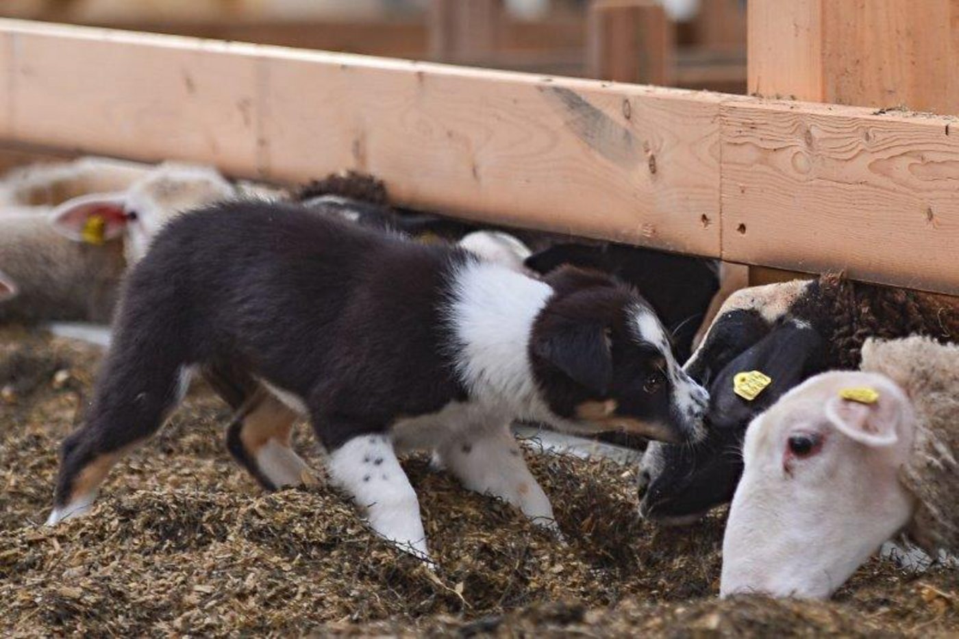 Wollknäuel Nala lernt zurzeit das 1×1 des Schaftreibens.