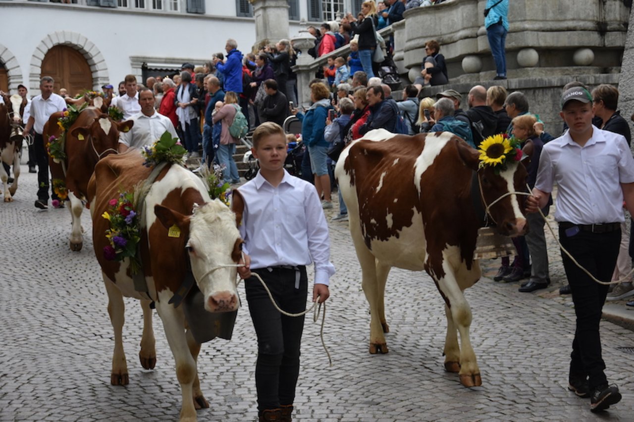 Alpabzug Chästag Solothurn. Kühe und Bauern als Stars in der Solothurner Altstadt bestaunt von hunderten von Zuschauern. (Bild Solothurner Bauernverband)