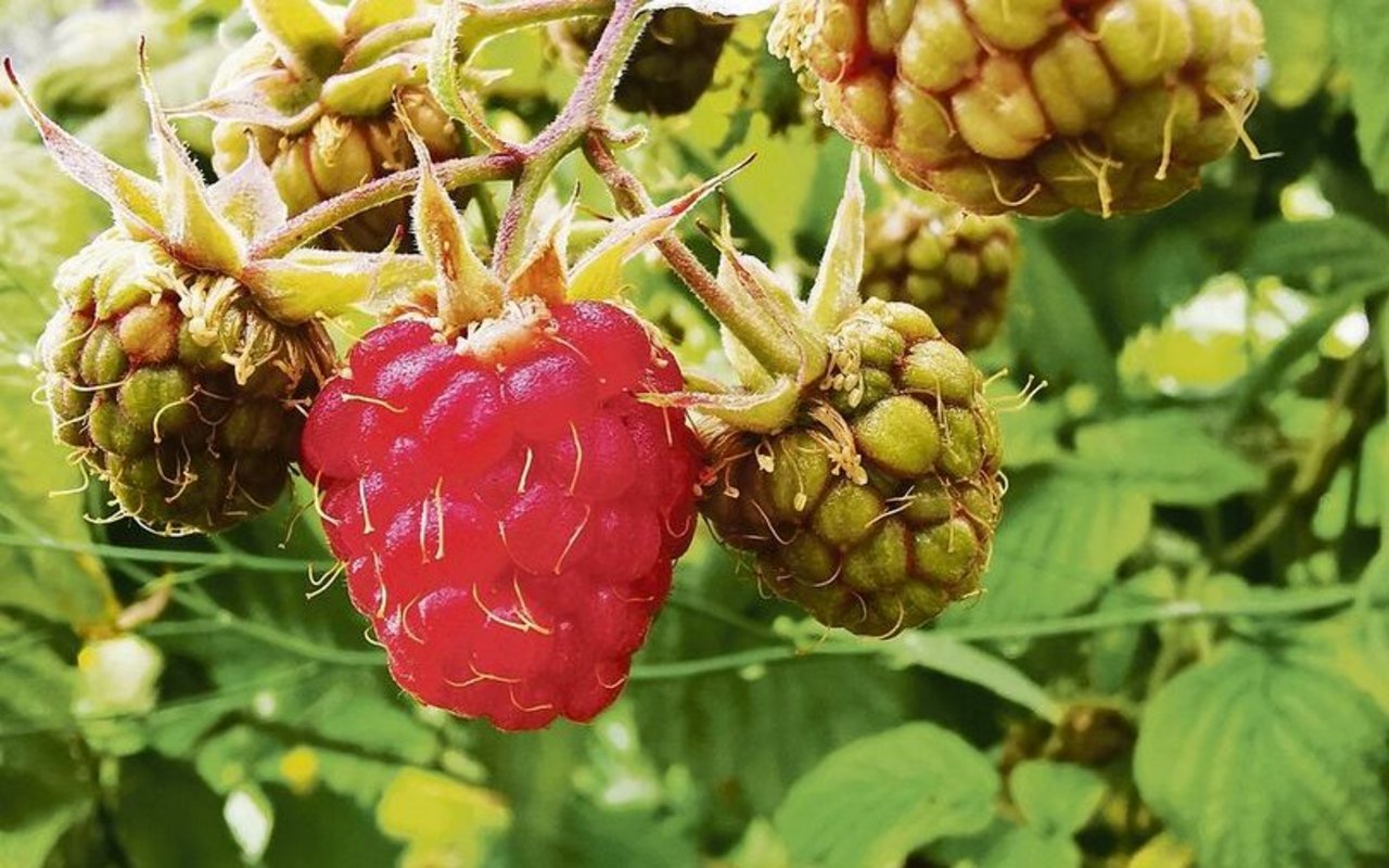 Bei den Beeren besteht durch Aktionen und Rabatte ein grosser Preisdruck. Dies, obwohl Beeren bei den Konsumenten sehr beliebt sind. 