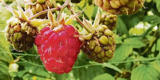 Bei den Beeren besteht durch Aktionen und Rabatte ein grosser Preisdruck. Dies, obwohl Beeren bei den Konsumenten sehr beliebt sind. 