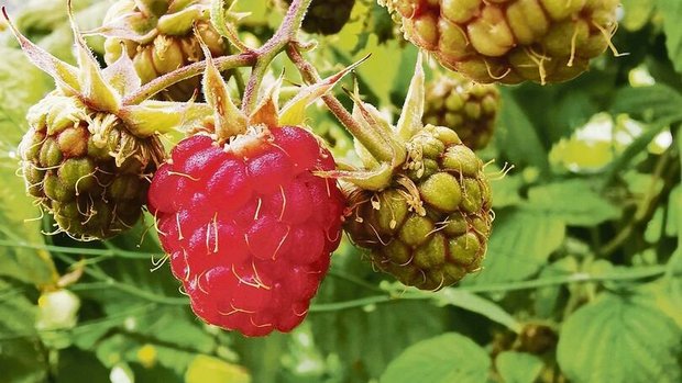 Bei den Beeren beste Bei den Beeren besteht durch Aktionen und Rabatte ein grosser Preisdruck. Dies, obwohl Beeren bei den Konsumenten sehr beliebt sind.