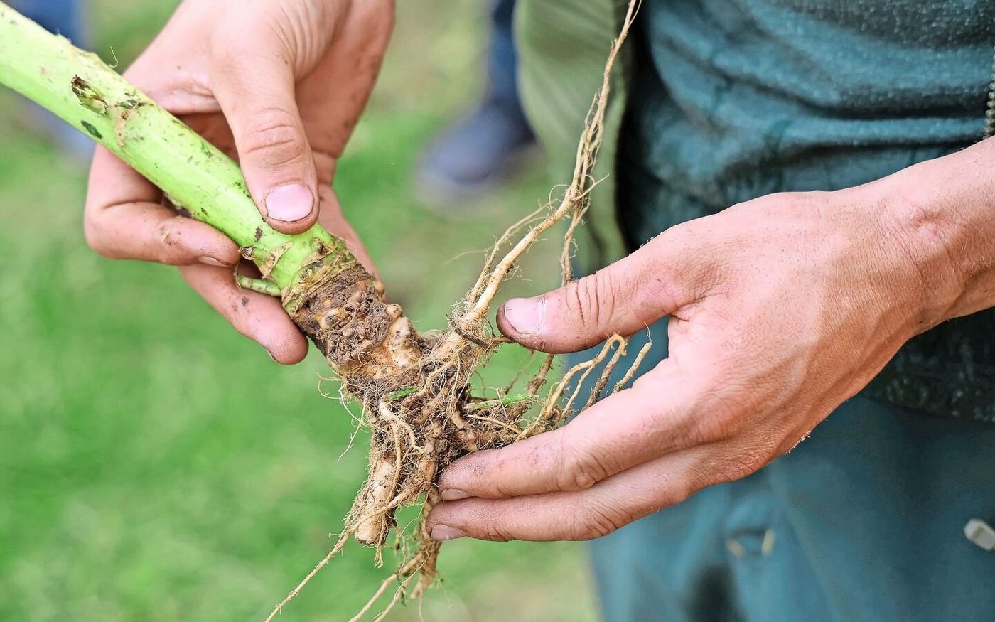 Trat dieses Jahr vermehrt auf: der Kohlgallenrüssler, dessen Larve in den wurzelartigen Gallen am Rapswurzelhals überwintert.  
