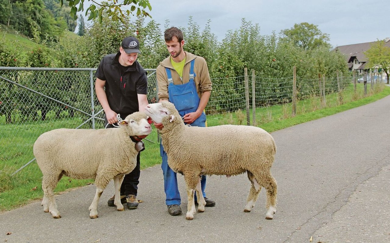 Florian Stoll (links) und Philipp Miesch (rechts), Präsident Schafzuchtverein Baselland und Umgebung und Schafhalter, freuen sich an Schafschauen an schönen und gesunden Tieren. 