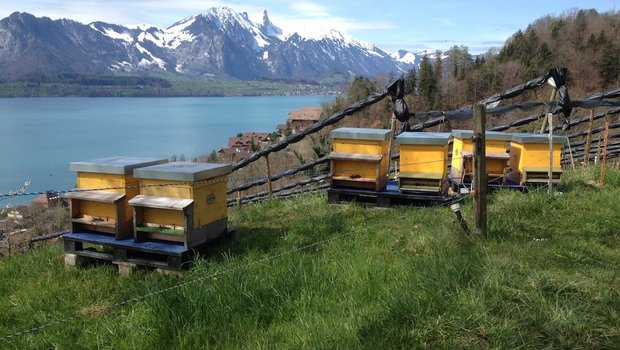 Dass nicht alle Bienenvölker den Winter unbeschadet überstehen, ist normal. Nun zeigt sich aber erstmal wieder ein Anstieg der Winterverluste. (Bild bienen.ch)
