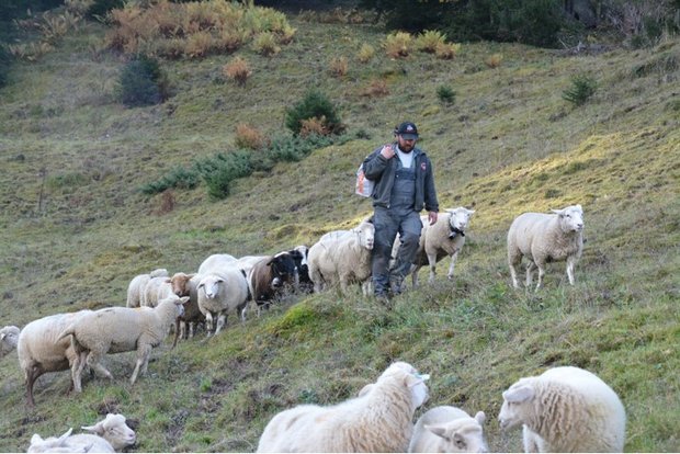 Wölfe in Graubünden: Ein Alpleben in Unsicherheit Roman Marugg unterwegs mit seinen Schafen. Ob er auch nächstes Jahr auf die Alp Ferga-Cunn geht, ist im Moment ungewiss. (Bilder Ursina Conrad)