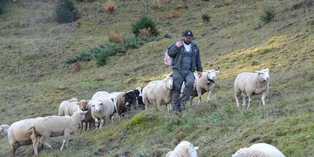 Roman Marugg unterwegs mit seinen Schafen. Ob er auch nächstes Jahr auf die Alp Ferga-Cunn geht, ist im Moment ungewiss. (Bilder Ursina Conrad)