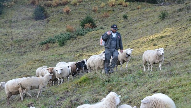 Roman Marugg unterwegs mit seinen Schafen. Ob er auch nächstes Jahr auf die Alp Ferga-Cunn geht, ist im Moment ungewiss. (Bilder Ursina Conrad)