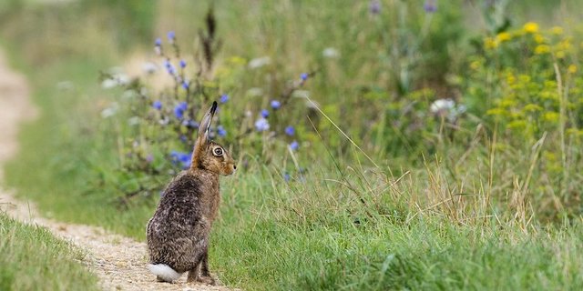 Eine gelungene Zusammenarbeit: Im Klettgau werteten Bauern mit der Vogelwarte ein ehemals intensives Ackerbaugebiet auf. Heute hoppeln dort Feldhasen. (Bild Markus Jenny/Vogelwarte)