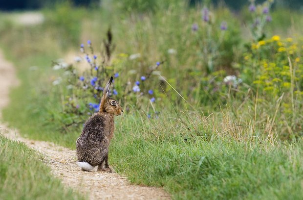 Analyse: Schlammschlachten zwischen Landwirtschafts- und Umweltverbänden nützen niemandem Eine gelungene Zusammenarbeit: Im Klettgau werteten Bauern mit der Vogelwarte ein ehemals intensives Ackerbaugebiet auf. Heute hoppeln dort Feldhasen. (Bild Markus Jenny/Vogelwarte)