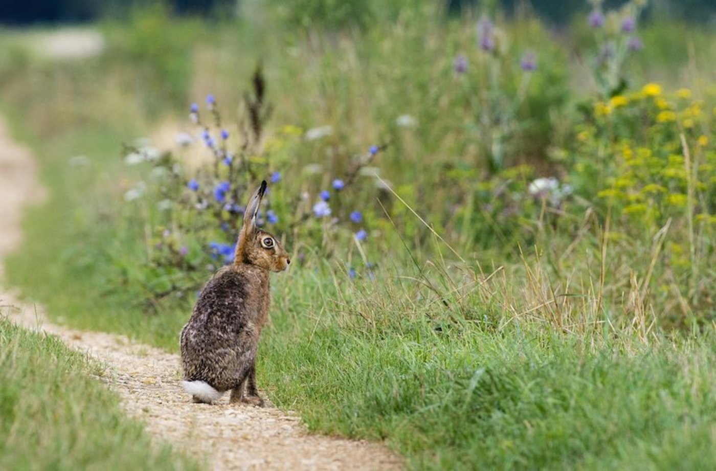 Eine gelungene Zusammenarbeit: Im Klettgau werteten Bauern mit der Vogelwarte ein ehemals intensives Ackerbaugebiet auf. Heute hoppeln dort Feldhasen. (Bild Markus Jenny/Vogelwarte)