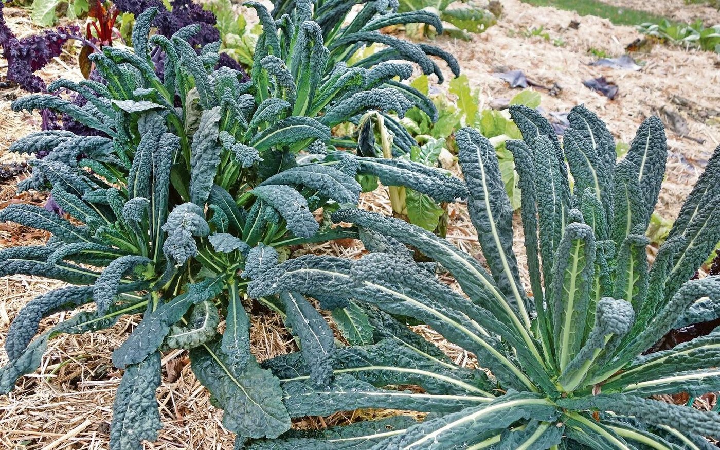 Ein Winterbeet mit Federkohl und einer dicken Mulchschicht aus Chinaschilf.