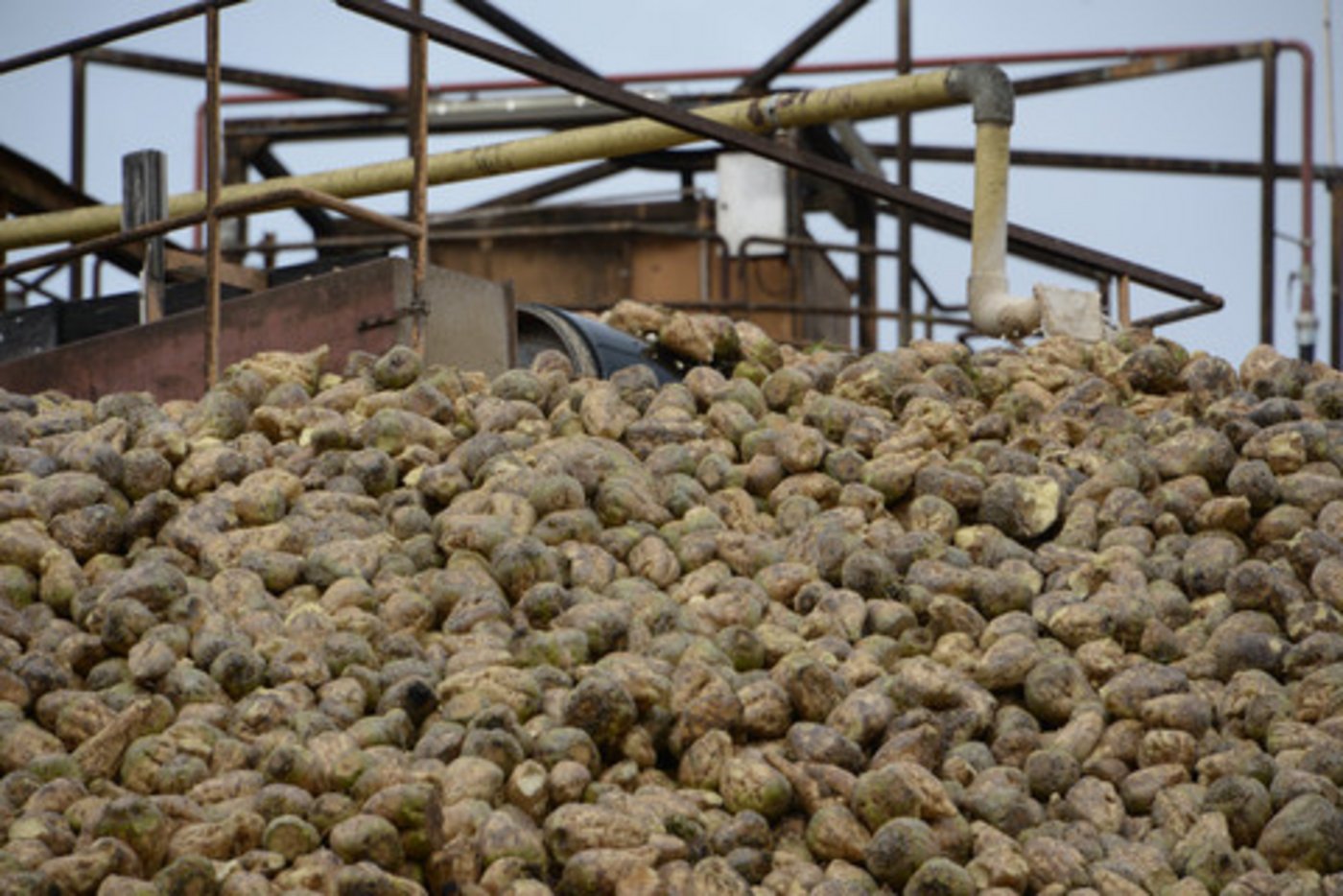 Die Daten für den Kampagnenstart in den verschiedenen Regionen sind festgelegt. (Bild BauZ)