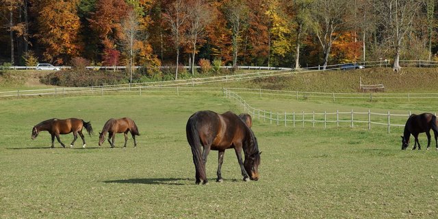 Auf dem Gründelhof in Moosleerau hat die Weide einen grossen Stellenwert. (Bild Ruth Aerni)