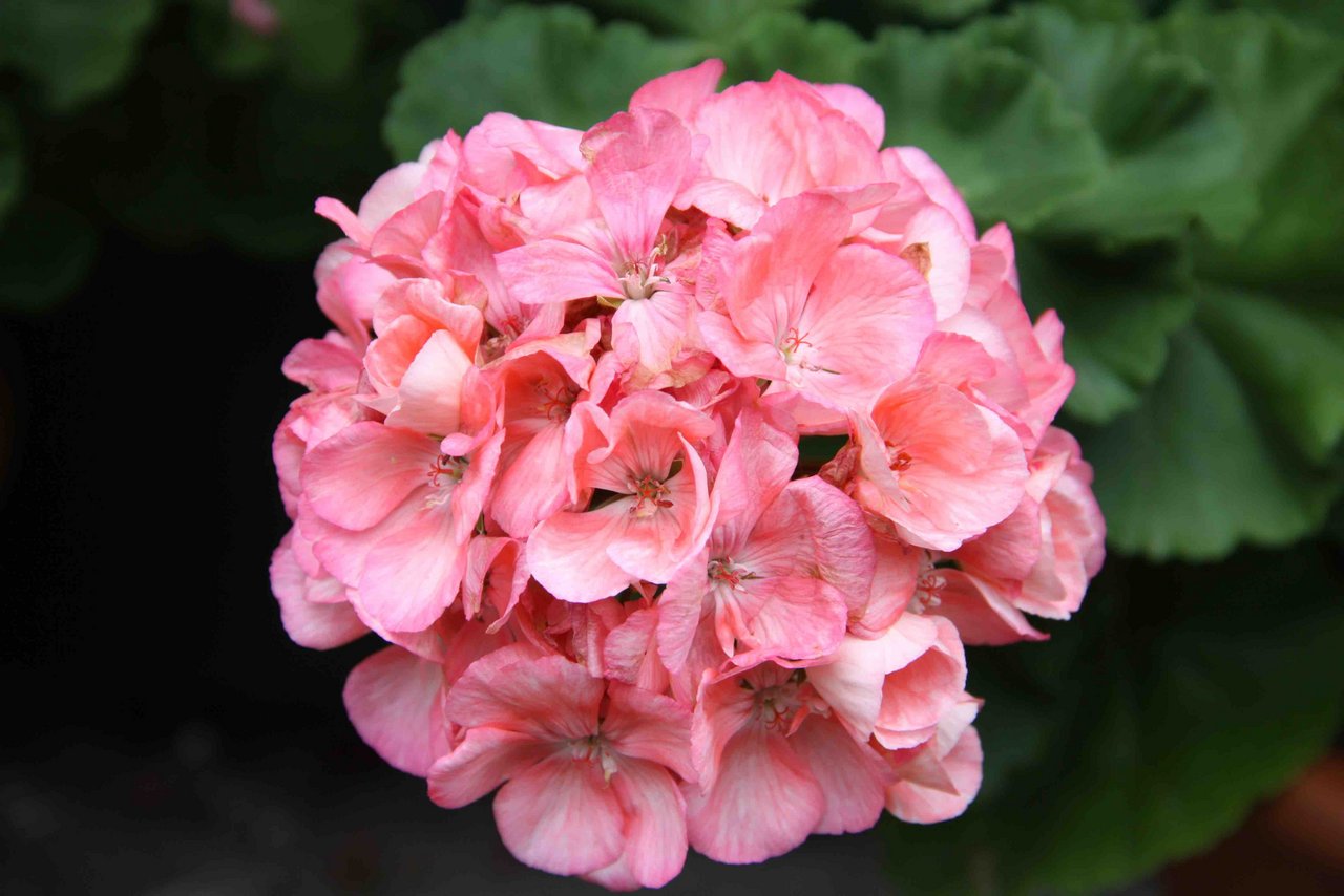 "Zauber" trägt rosa bis lachsfarbene grosse Blüten. 